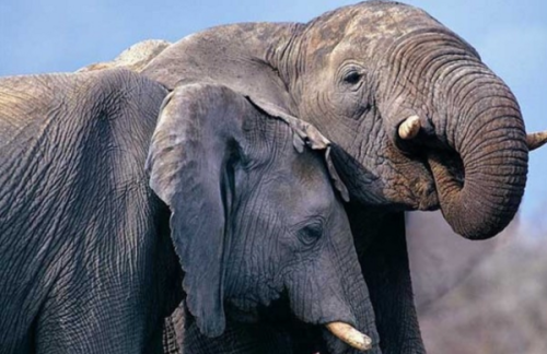 一只大象的体积约是400~~最大的大象有多大？