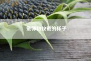 蚕卵和蚁蚕的样子（蚕死了是什么样子的大神们帮帮忙）