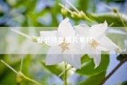 春节拜年图片素材(春节抱拳拜年祝福，究竟是右手包左手，还是左手包右手)