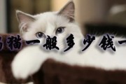 金吉拉猫（曼基康猫多少钱一只与如何挑选）